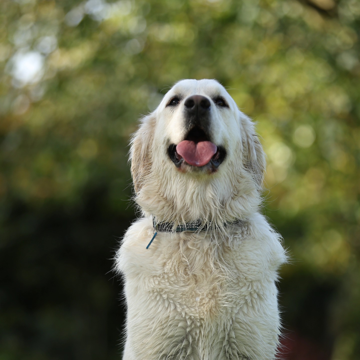 Analyse du comportement canin – DOGTRAILER