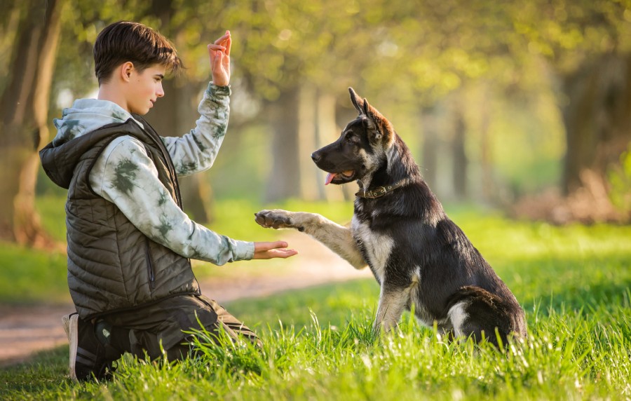 Séance de rééducation comportementale pour chien