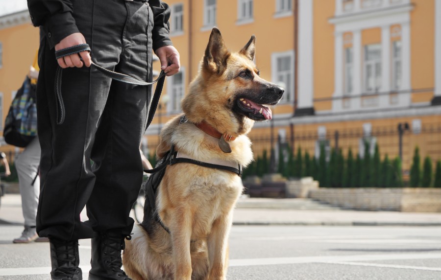 Chien d’intervention en entraînement – DOGTRAILER