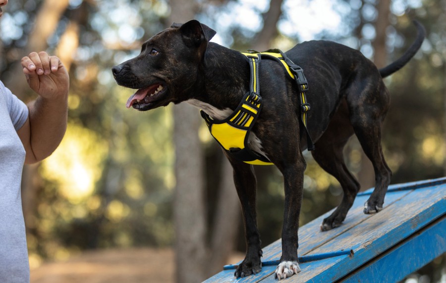 Session d’éducation canine avec DOGTRAILER